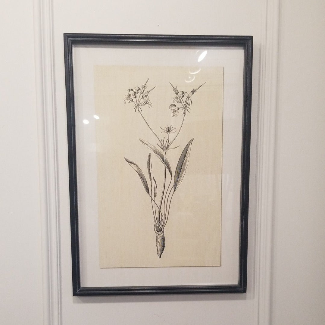 Framed Botanical Print 1