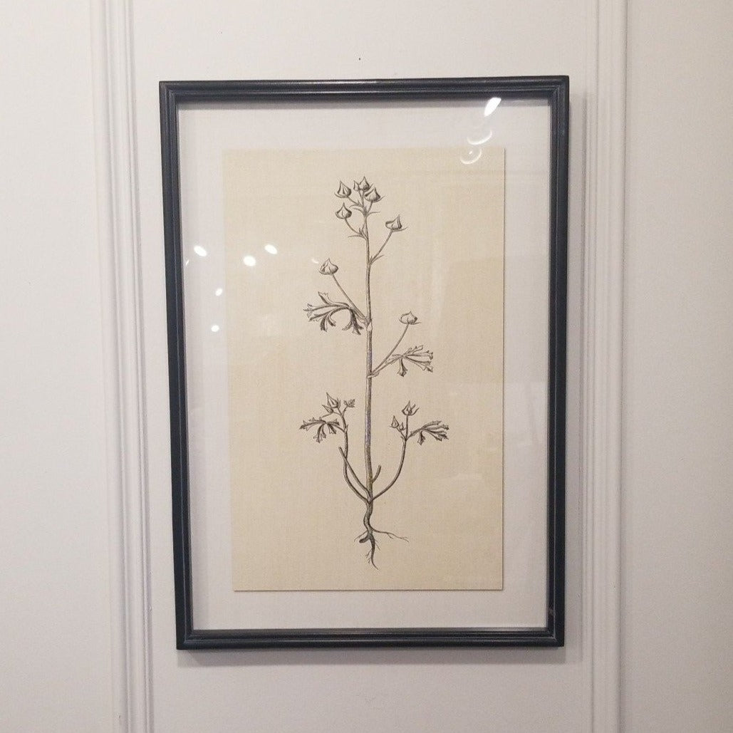 Framed Botanical Print 2